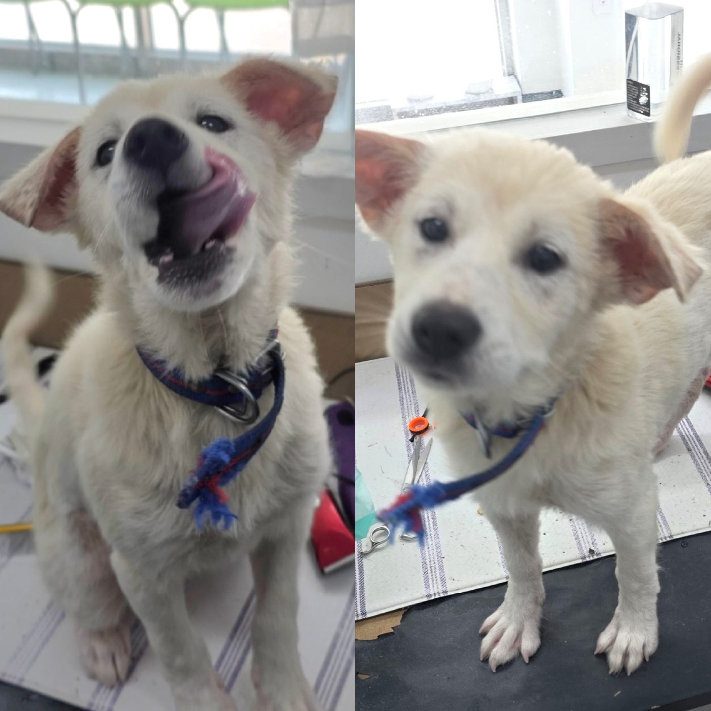 담양군 동물보호센터_446485202500451